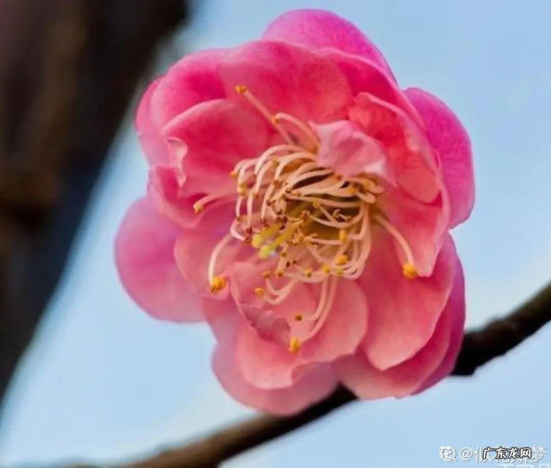 庭院可以栽红梅吗 客厅放红梅盆栽风水