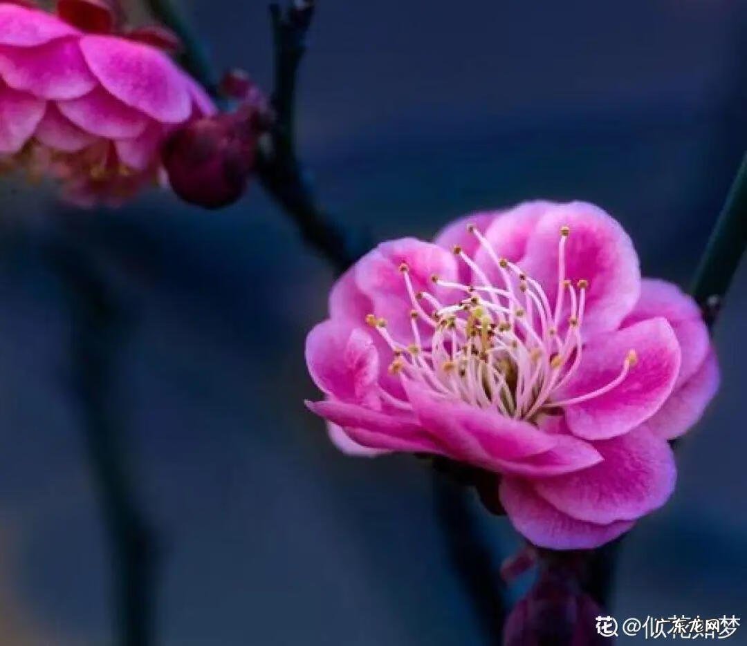 庭院可以栽红梅吗 客厅放红梅盆栽风水