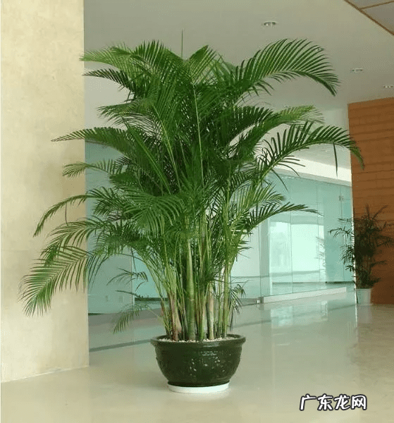 莲花竹的风水和寓意 风水竹子图片大全