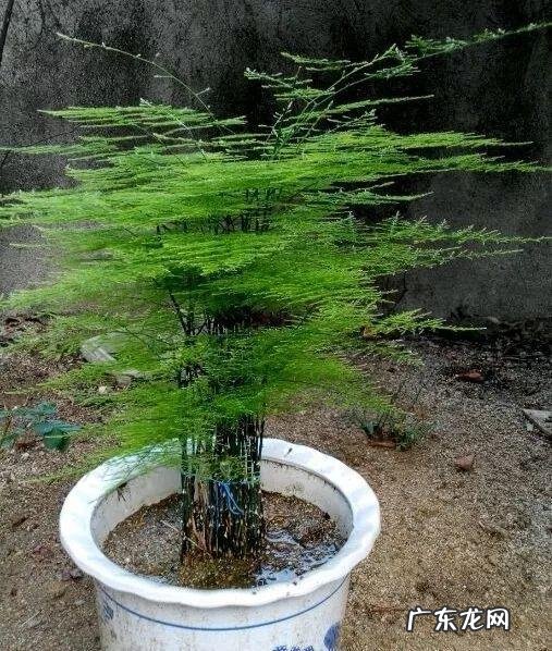 莲花竹的风水和寓意 风水竹子图片大全