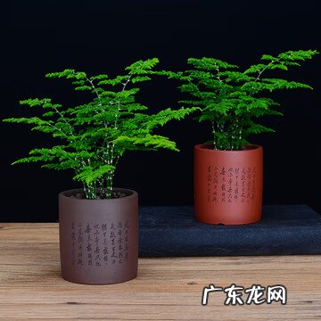 莲花竹的风水和寓意 风水竹子图片大全