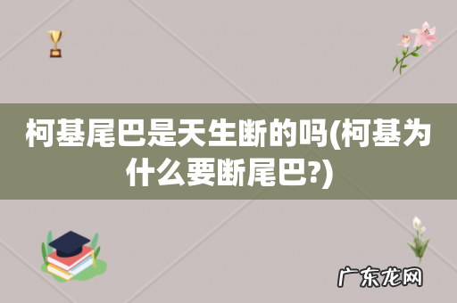 柯基为什么要断尾巴? 柯基尾巴是天生断的吗