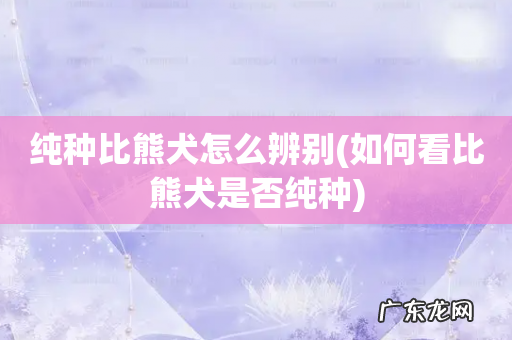 如何看比熊犬是否纯种 纯种比熊犬怎么辨别