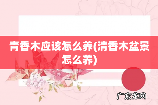 清香木盆景怎么养 青香木应该怎么养