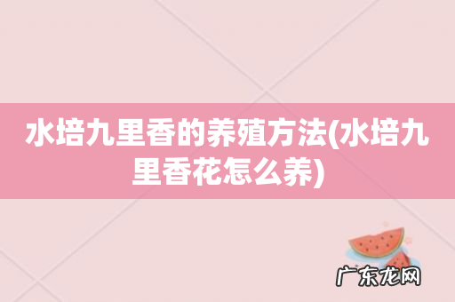 水培九里香花怎么养 水培九里香的养殖方法