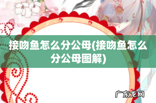 接吻鱼怎么分公母图解 接吻鱼怎么分公母