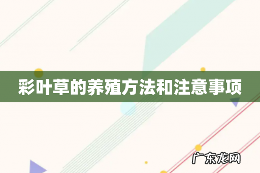 彩叶草的养殖方法和注意事项