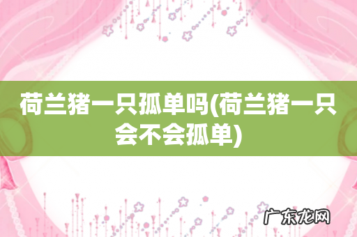 荷兰猪一只会不会孤单 荷兰猪一只孤单吗