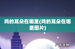 鸡的耳朵在哪里图片 鸡的耳朵在哪里