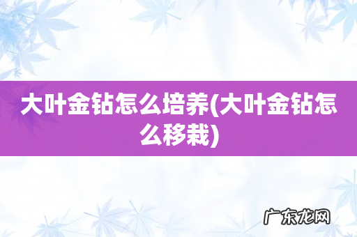 大叶金钻怎么移栽 大叶金钻怎么培养