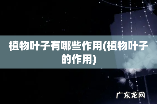 植物叶子的作用 植物叶子有哪些作用
