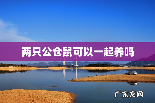 两只公仓鼠可以一起养吗