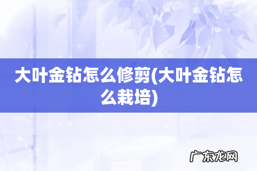 大叶金钻怎么栽培 大叶金钻怎么修剪