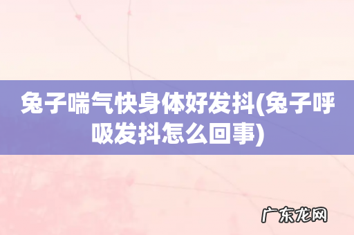 兔子呼吸发抖怎么回事 兔子喘气快身体好发抖
