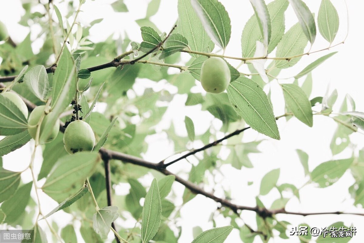 什么树是风水树 风水树有哪些