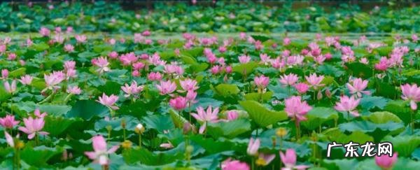 东方绿舟属于青浦哪里 上海青浦东方绿舟