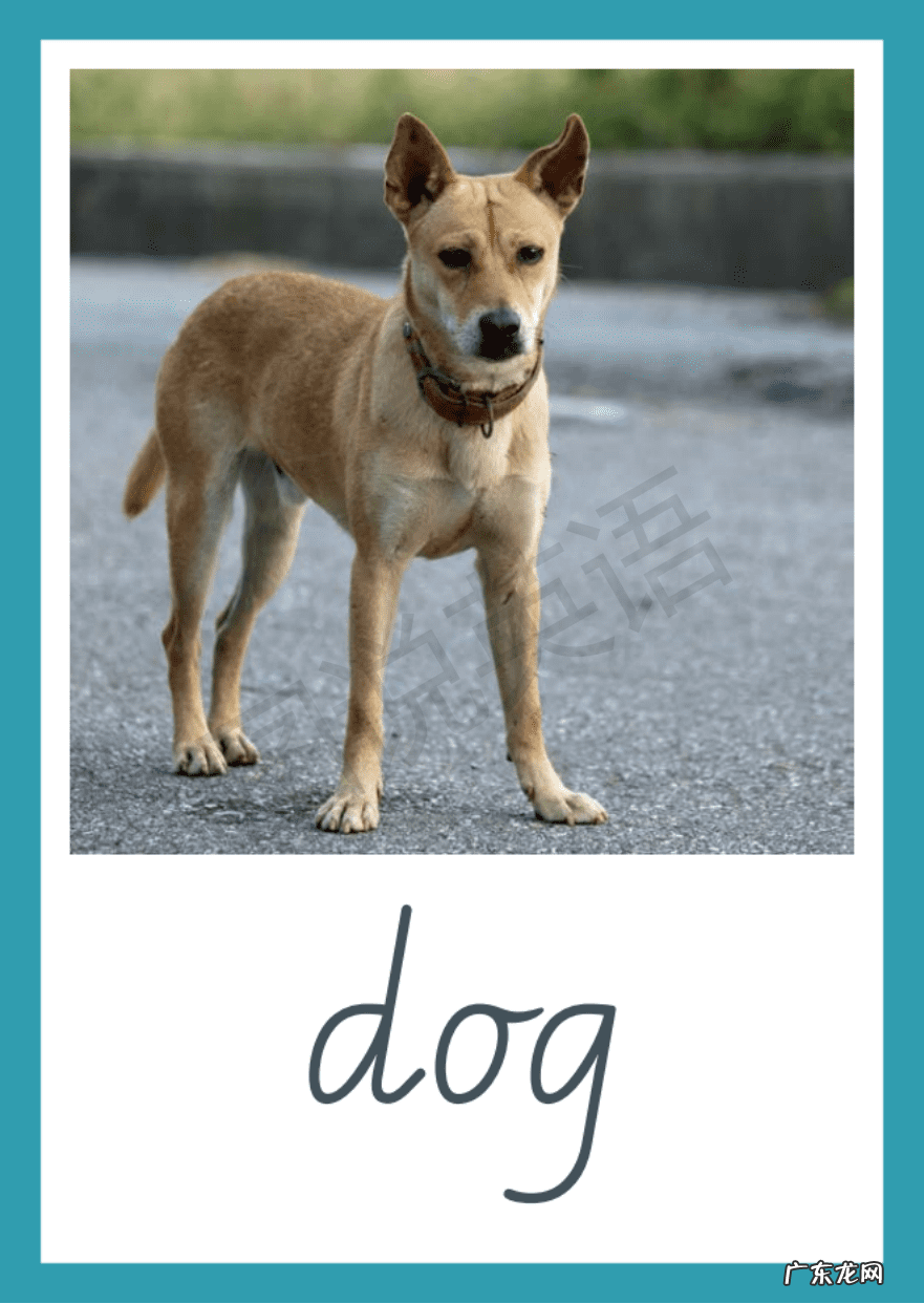 补加翻译 补英语怎么补