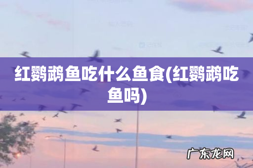 红鹦鹉吃鱼吗 红鹦鹉鱼吃什么鱼食