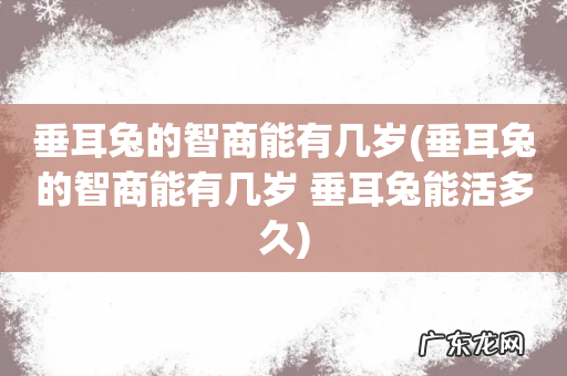 垂耳兔的智商能有几岁 垂耳兔能活多久 垂耳兔的智商能有几岁