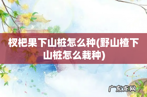 野山楂下山桩怎么栽种 杈杷果下山桩怎么种