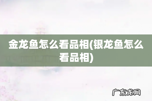 银龙鱼怎么看品相 金龙鱼怎么看品相