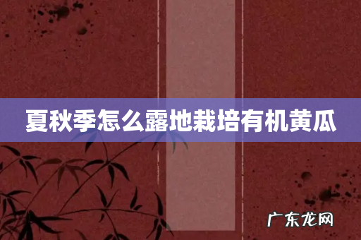 夏秋季怎么露地栽培有机黄瓜