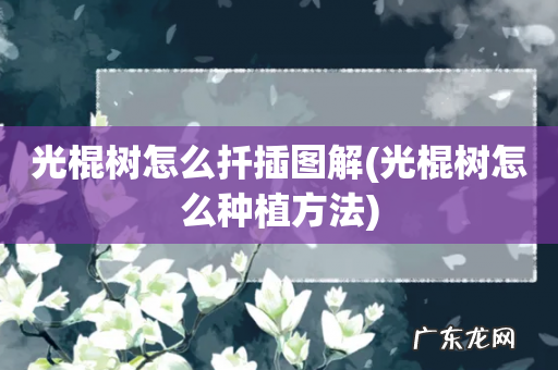 光棍树怎么种植方法 光棍树怎么扦插图解