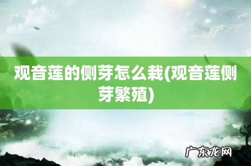 观音莲侧芽繁殖 观音莲的侧芽怎么栽