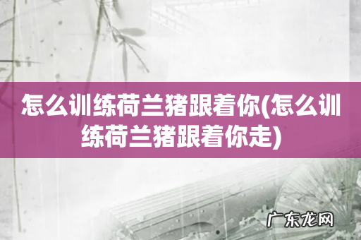 怎么训练荷兰猪跟着你走 怎么训练荷兰猪跟着你