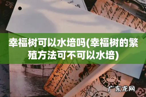 幸福树的繁殖方法可不可以水培 幸福树可以水培吗