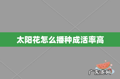 太阳花怎么播种成活率高