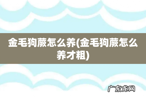 金毛狗蕨怎么养才粗 金毛狗蕨怎么养