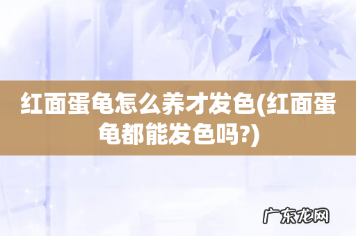 红面蛋龟都能发色吗? 红面蛋龟怎么养才发色