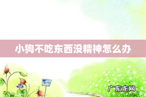 小狗不吃东西没精神怎么办