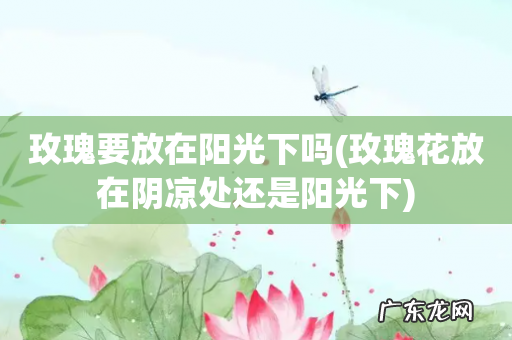 玫瑰花放在阴凉处还是阳光下 玫瑰要放在阳光下吗