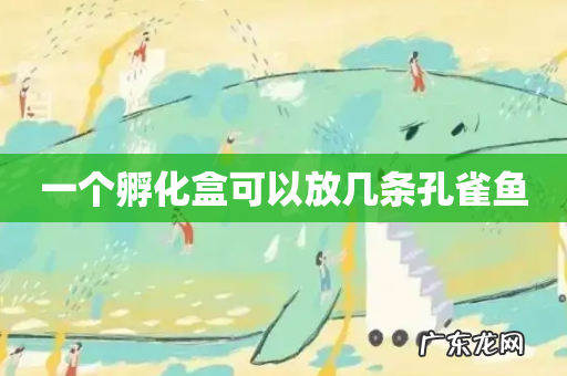 一个孵化盒可以放几条孔雀鱼