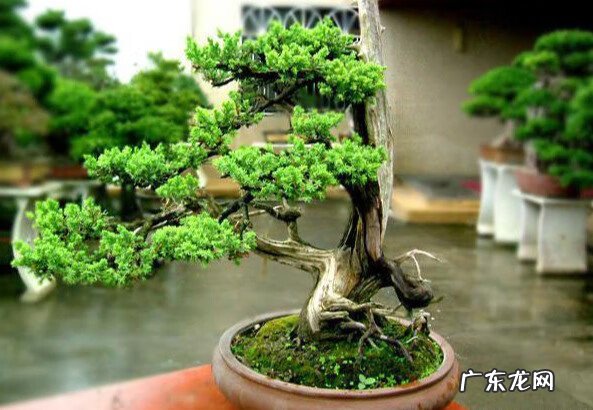 盆景三要素 盆景的三要素