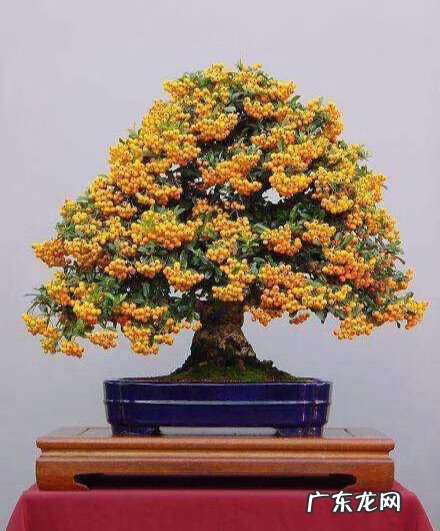 盆景三要素 盆景的三要素