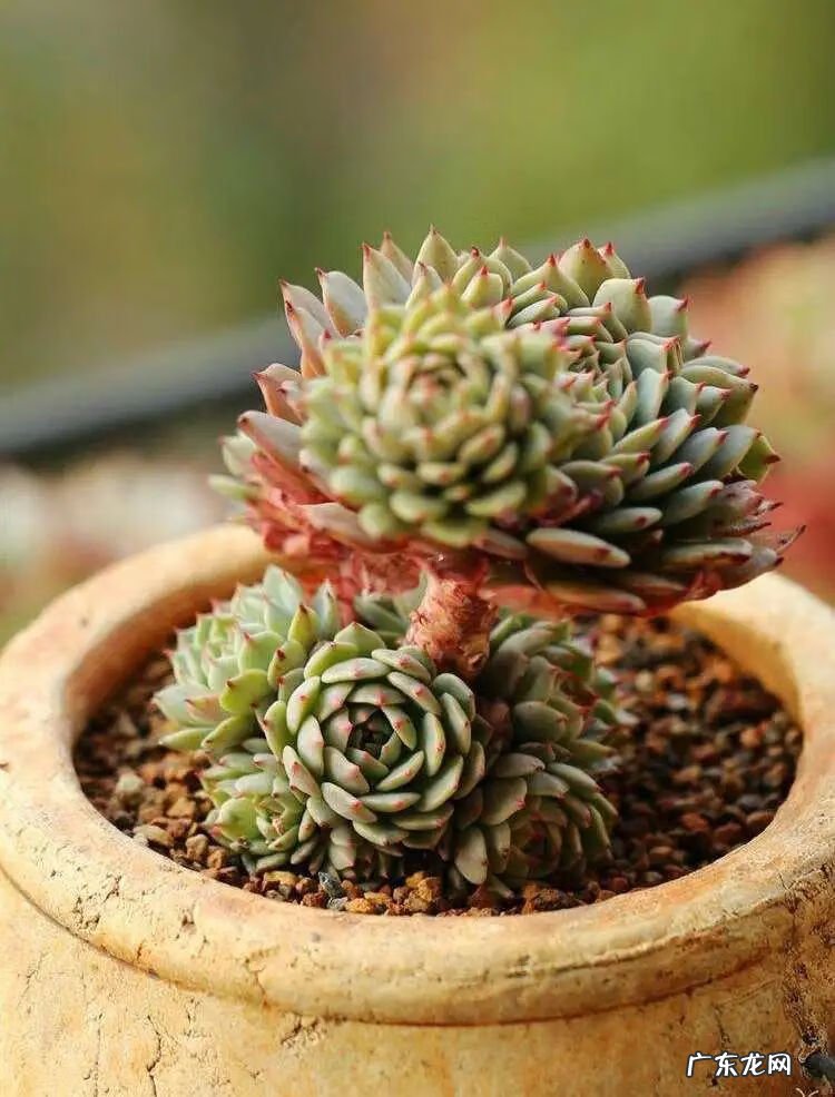 风水莲花地形大全 石莲花的风水作用