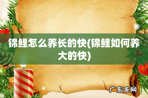 锦鲤如何养大的快 锦鲤怎么养长的快