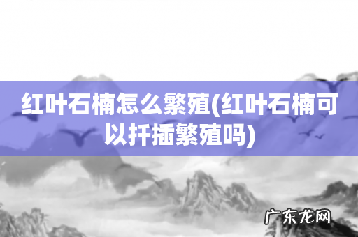 红叶石楠可以扦插繁殖吗 红叶石楠怎么繁殖