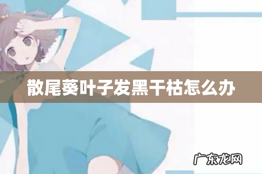 散尾葵叶子发黑干枯怎么办