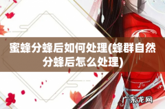 蜂群自然分蜂后怎么处理 蜜蜂分蜂后如何处理