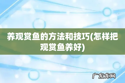 怎样把观赏鱼养好 养观赏鱼的方法和技巧