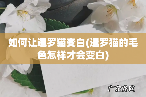暹罗猫的毛色怎样才会变白 如何让暹罗猫变白