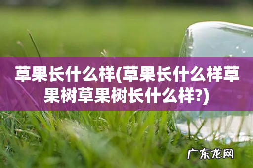 草果长什么样草果树草果树长什么样? 草果长什么样