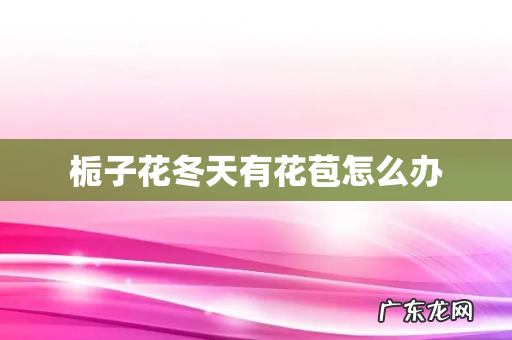 栀子花冬天有花苞怎么办