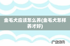 金毛犬怎样养才好 金毛犬应该怎么养