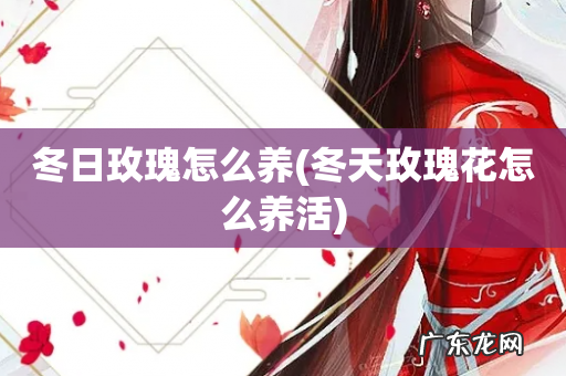 冬天玫瑰花怎么养活 冬日玫瑰怎么养