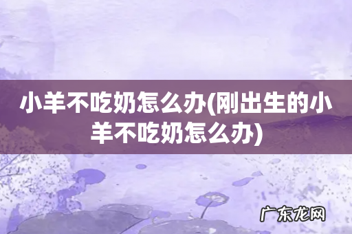 刚出生的小羊不吃奶怎么办 小羊不吃奶怎么办